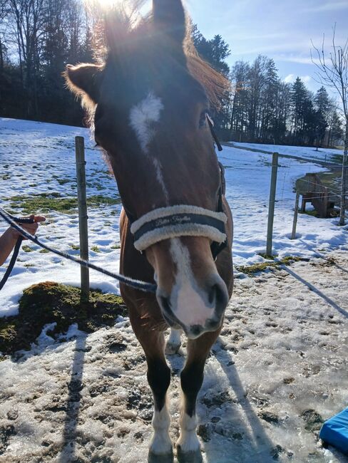 Wunderhübscher Freiberger Wallach, Gabi, Horses For Sale, Schmiedrued