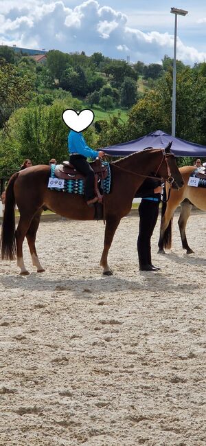 Ein besonderer Partner mit Herz, Ausstrahlung und Qualität, Kerstin Rehbehn (Pferdemarketing Ost), Horses For Sale, Nienburg