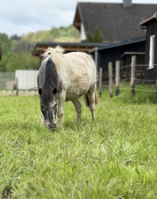 Ein für immer Zuhause für gesucht, Sp, Horses For Sale, Schmallenberg