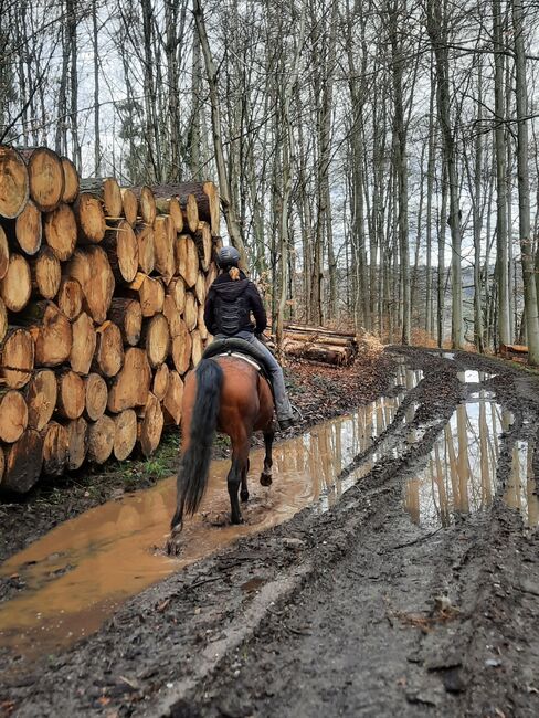lieber Vollblutaraber, geritten in allen Grundgangarten auf Platz und im Gelände, Amalie, Horses For Sale, Bessenbach, Image 13