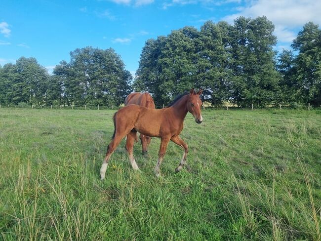 Umgänglicher, gut gezogener Deutscher Sportpferde Hengst, Kerstin Rehbehn (Pferdemarketing Ost), Horses For Sale, Nienburg, Image 4