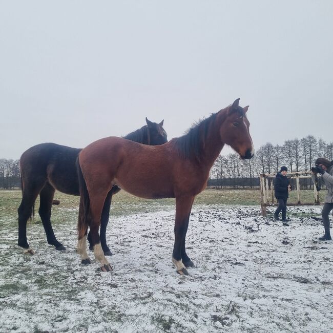 Umgänglicher, gut gezogener Deutscher Sportpferde Hengst, Kerstin Rehbehn (Pferdemarketing Ost), Horses For Sale, Nienburg, Image 8