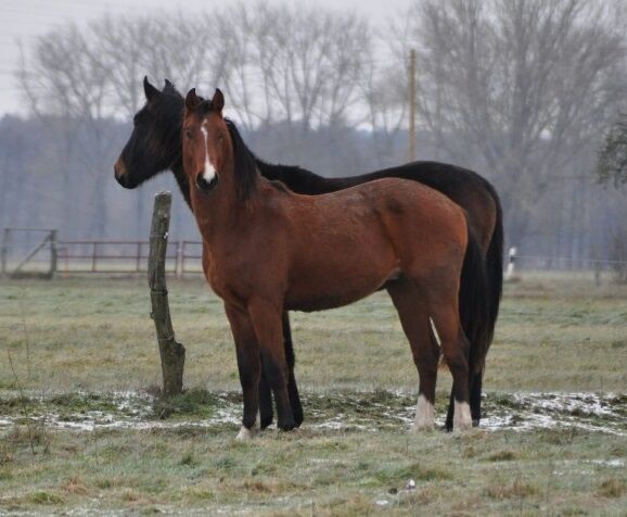 Umgänglicher, gut gezogener Deutscher Sportpferde Hengst, Kerstin Rehbehn (Pferdemarketing Ost), Horses For Sale, Nienburg, Image 10