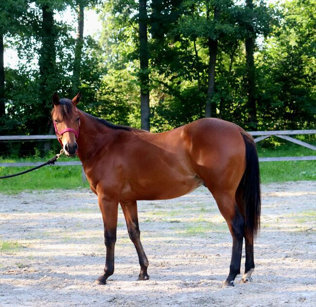 Erstklassig gezogenes Reining/Cutting Nachwuchspferd, Kerstin Rehbehn (Pferdemarketing Ost), Horses For Sale, Nienburg