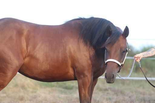 Erstklassig gezogenes Pleasure/Allround Nachwuchspferd, Kerstin Rehbehn (Pferdemarketing Ost), Horses For Sale, Nienburg, Image 4