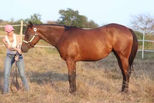 Erstklassig gezogenes Pleasure/Allround Nachwuchspferd, Kerstin Rehbehn (Pferdemarketing Ost), Horses For Sale, Nienburg, Image 5