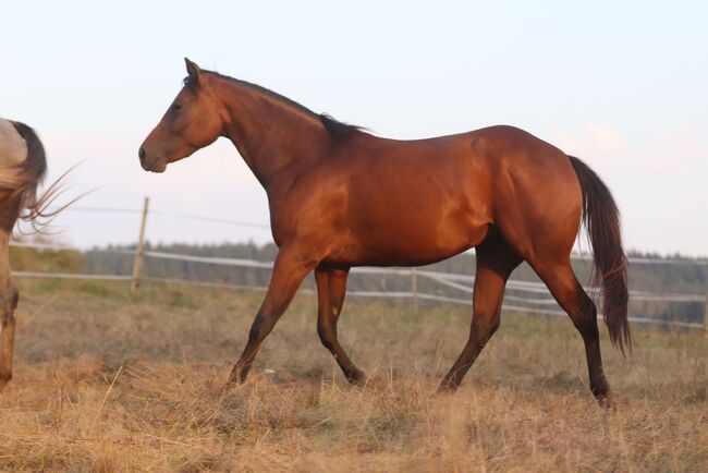 Erstklassig gezogenes Pleasure/Allround Nachwuchspferd, Kerstin Rehbehn (Pferdemarketing Ost), Horses For Sale, Nienburg