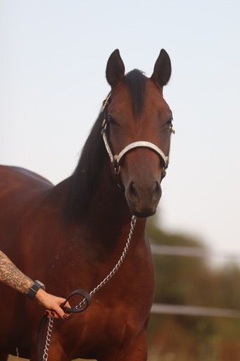 Erstklassig gezogenes Pleasure/Allround Nachwuchspferd, Kerstin Rehbehn (Pferdemarketing Ost), Horses For Sale, Nienburg, Image 10