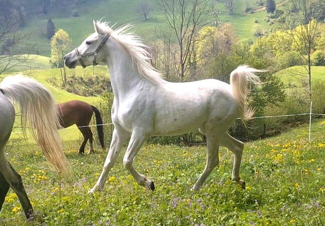 Ägyptisches Seelenpferd, Pascal Allemann, Horses For Sale, Herbetswil