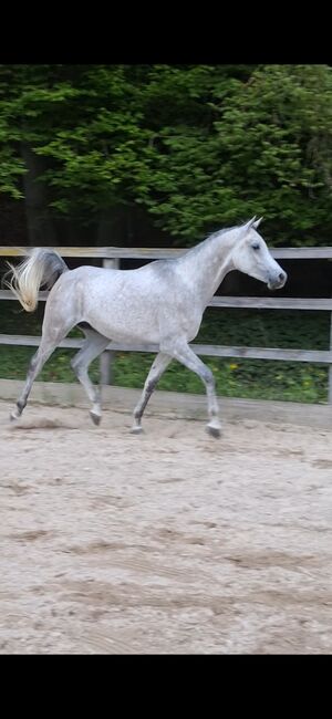 Ägyptische Vollblut wallach, Beckova Mila , Horses For Sale, GEISENFELD 