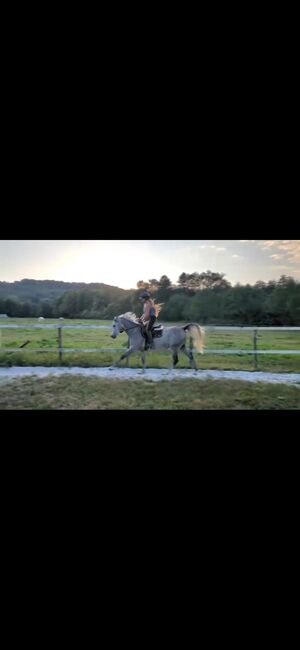 Ägyptische Vollblut wallach, Beckova Mila , Horses For Sale, GEISENFELD , Image 4