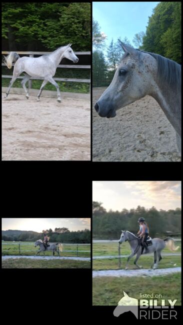 Ägyptische Vollblut wallach, Beckova Mila , Horses For Sale, GEISENFELD , Image 5