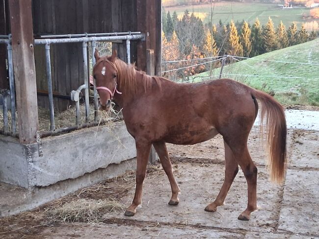 Ägyptische Araber Stute, Natascha, Horses For Sale, St. Thomas am Bl.