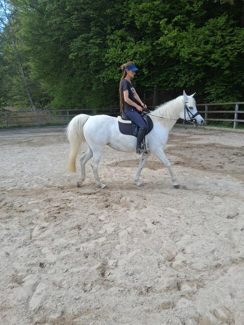Ägyptische Vollblut stute, Beckova Mila , Horses For Sale, GEISENFELD , Image 2