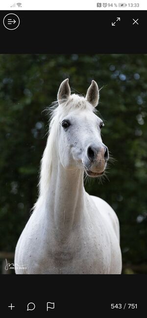 Ägyptische Vollblut stute, Beckova Mila , Horses For Sale, GEISENFELD , Image 7