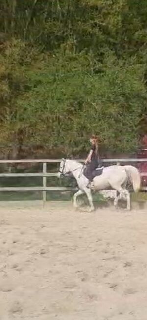 Ägyptische Vollblut stute, Beckova Mila , Horses For Sale, GEISENFELD , Image 4
