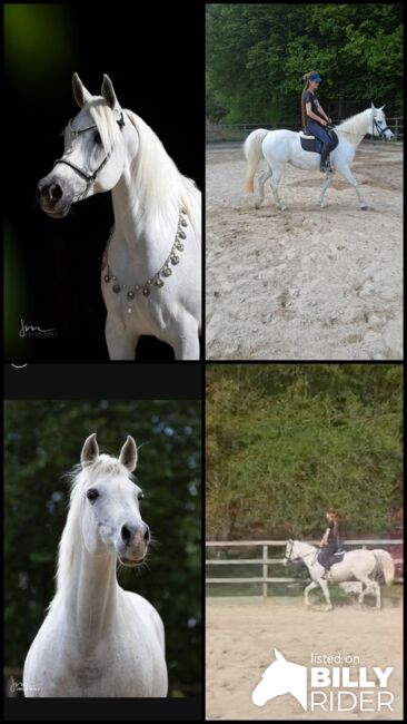 Ägyptische Vollblut stute, Beckova Mila , Horses For Sale, GEISENFELD , Image 9