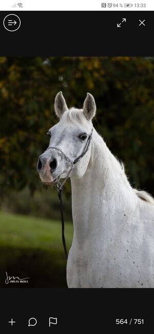 Ägyptische Vollblut stute, Beckova Mila , Horses For Sale, GEISENFELD , Image 6