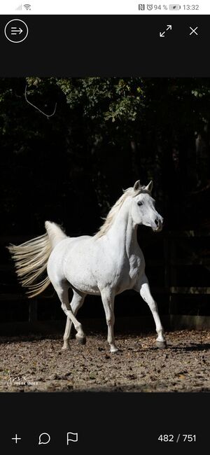 Ägyptische Vollblut stute, Beckova Mila , Horses For Sale, GEISENFELD , Image 5