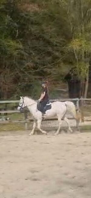 Ägyptische Vollblut stute, Beckova Mila , Horses For Sale, GEISENFELD , Image 3