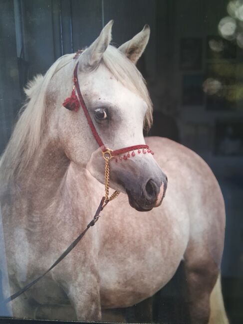 Ägyptische Vollblut stute, Beckova Mila , Horses For Sale, GEISENFELD 