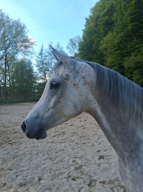 Ägyptische Vollblut wallach, Beckova Mila , Horses For Sale, GEISENFELD , Image 2