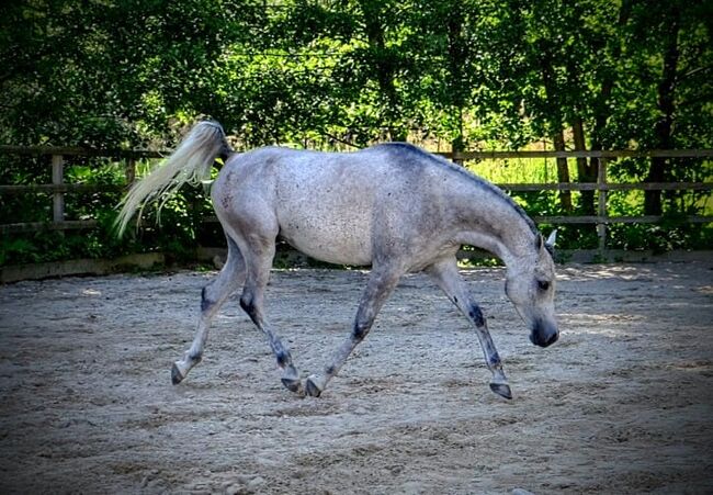 Ägyptische Vollblut wallach, Beckova Mila , Horses For Sale, GEISENFELD , Image 8