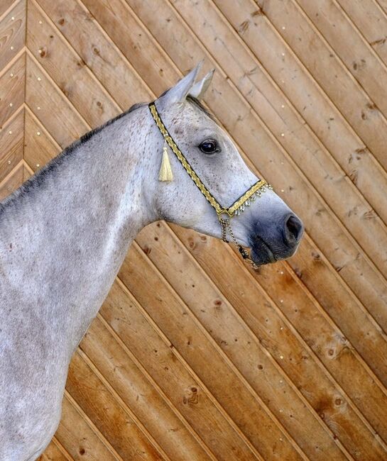 Ägyptische Vollblut wallach, Beckova Mila , Horses For Sale, GEISENFELD , Image 5