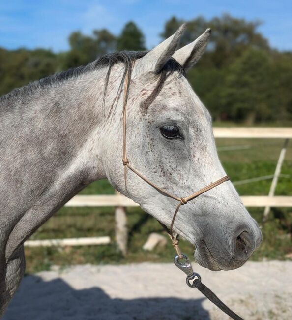 Ägyptische Vollblut wallach, Beckova Mila , Horses For Sale, GEISENFELD , Image 15