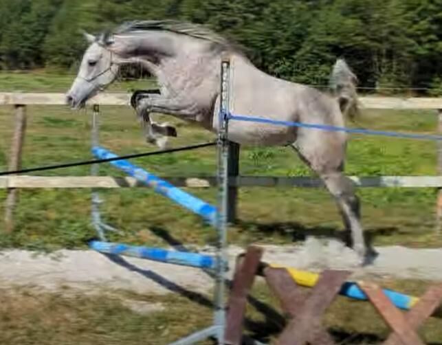 Ägyptische Vollblut wallach, Beckova Mila , Horses For Sale, GEISENFELD , Image 14