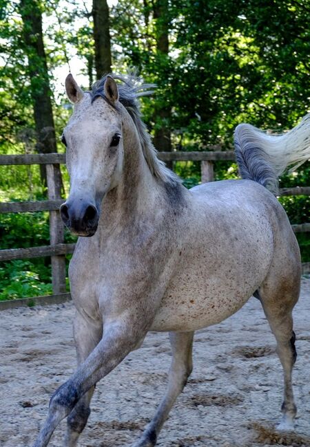 Ägyptische Vollblut wallach, Beckova Mila , Horses For Sale, GEISENFELD , Image 11