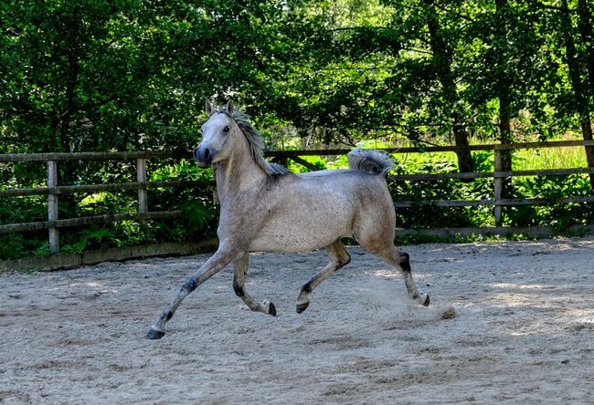 Ägyptische Vollblut wallach, Beckova Mila , Horses For Sale, GEISENFELD , Image 9