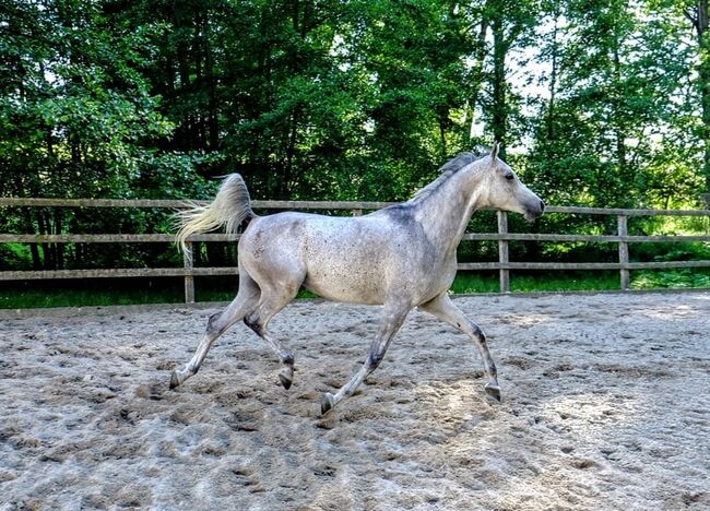 Ägyptische Vollblut wallach, Beckova Mila , Horses For Sale, GEISENFELD 