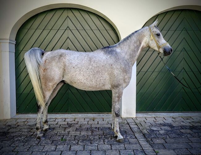 Ägyptische Vollblut wallach, Beckova Mila , Horses For Sale, GEISENFELD , Image 2