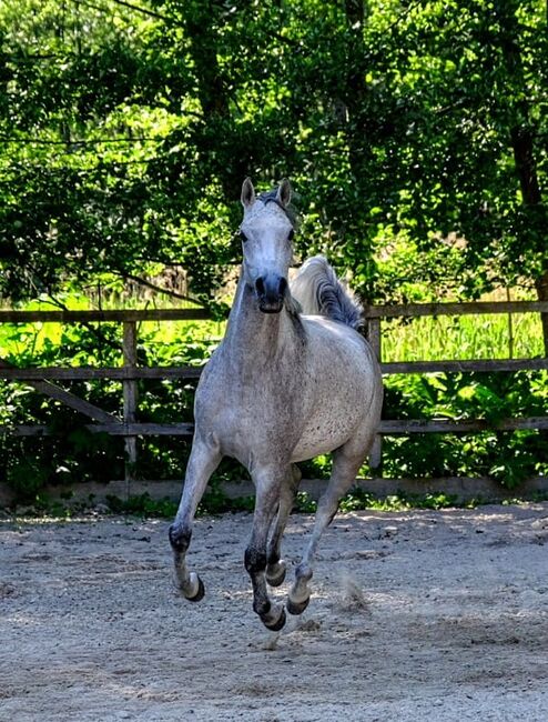 Ägyptische Vollblut wallach, Beckova Mila , Horses For Sale, GEISENFELD , Image 7
