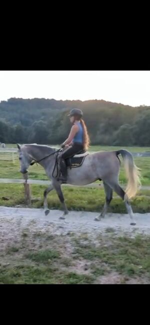Ägyptische Vollblut wallach, Beckova Mila , Horses For Sale, GEISENFELD , Image 12