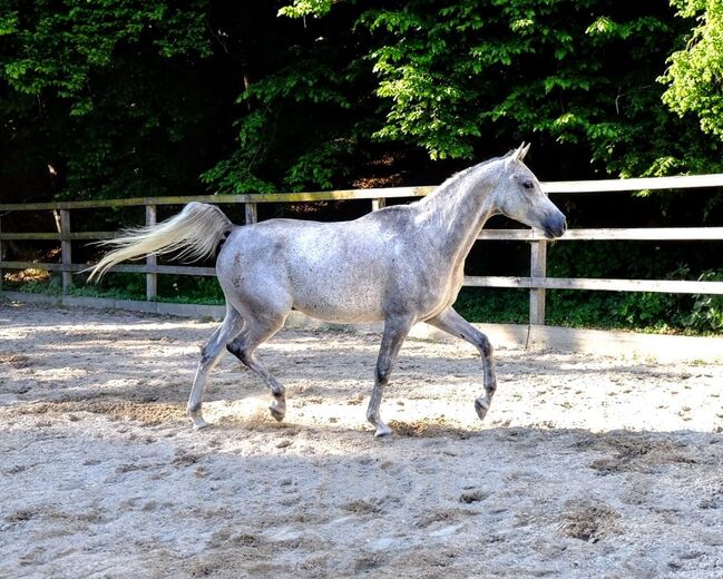 Ägyptische Vollblut wallach, Beckova Mila , Horses For Sale, GEISENFELD , Image 10