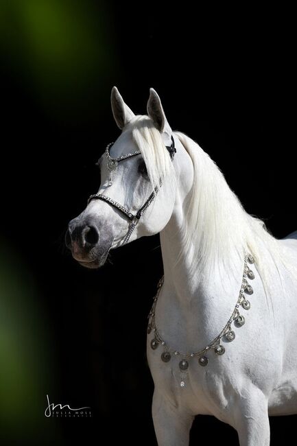 Ägyptische Vollblut stute, Beckova Mila , Horses For Sale, GEISENFELD 
