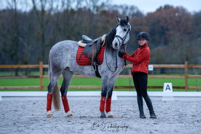 Ein toller D-pony wallach, D, Jamie, Horses For Sale, Heikruis , Image 9