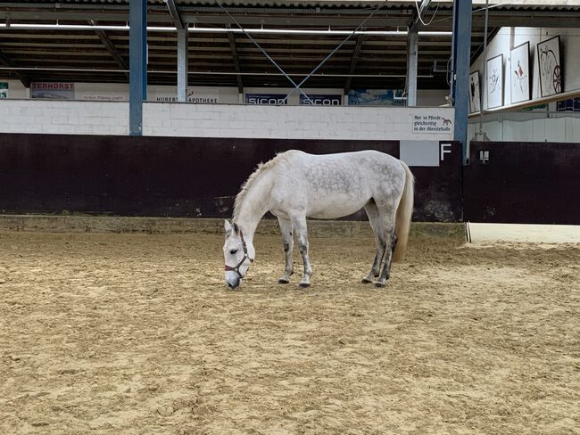 Endmaßpony / Freizeitpony / Stute, Jana, Horses For Sale, Legden, Image 3