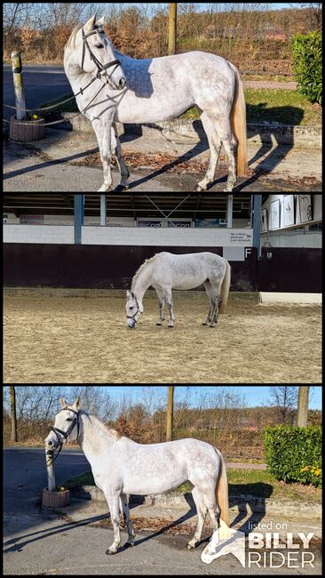 Endmaßpony / Freizeitpony / Stute, Jana, Horses For Sale, Legden, Image 4