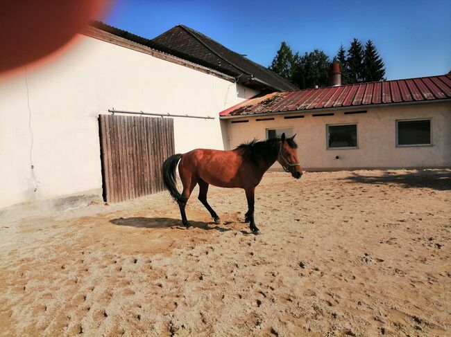 Endmass Pony, Siegi, Horses For Sale, Pilsbach , Image 2