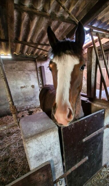 Endmass Pony, Matthias Tobe , Horses For Sale, Visbek, Image 3