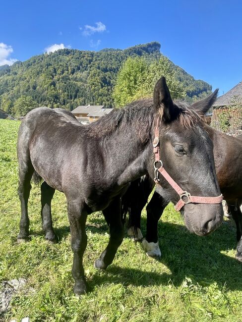 einen Noriker Hengst Fohlen zum verkauf an, Gotthard , Pferd kaufen, Mellau, Abbildung 4