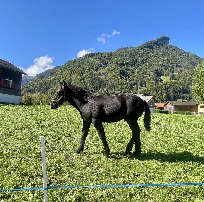 einen Noriker Hengst Fohlen zum verkauf an, Gotthard , Pferd kaufen, Mellau, Abbildung 2