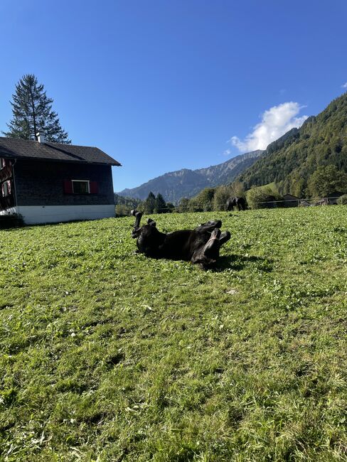 einen Noriker Hengst Fohlen zum verkauf an, Gotthard , Pferd kaufen, Mellau, Abbildung 5