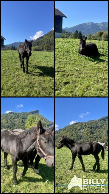 einen Noriker Hengst Fohlen zum verkauf an, Gotthard , Pferd kaufen, Mellau, Abbildung 7