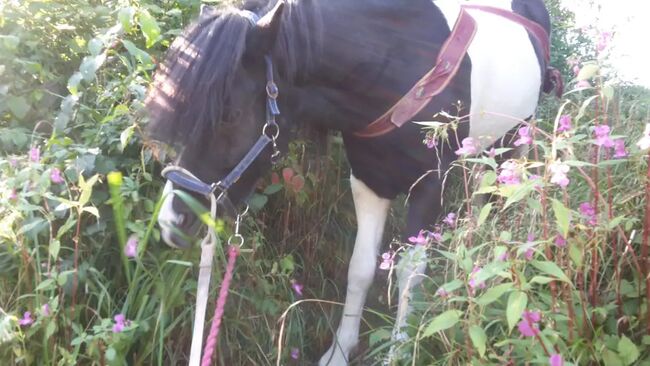 Einfach besser Reiten!Ohrenwechsel®Kurs in Kombination mit Tellington TTouch®, Ohrenwechsel ! Feines Sein mit Tieren www.ohrenwechsel.de, Susanne Pourroy , Reitunterricht, Finning, Abbildung 4