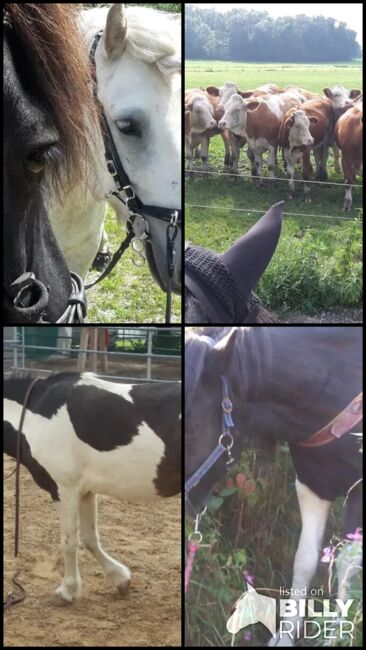 Einfach besser Reiten!Ohrenwechsel®Kurs in Kombination mit Tellington TTouch®, Ohrenwechsel ! Feines Sein mit Tieren www.ohrenwechsel.de, Susanne Pourroy , Reitunterricht, Finning, Abbildung 5