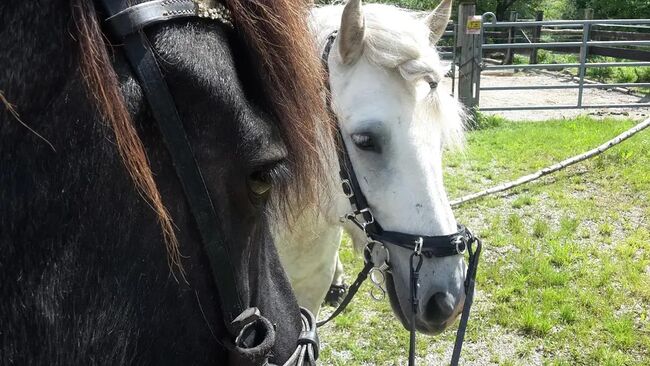 Einfach besser Reiten!Ohrenwechsel®Kurs in Kombination mit Tellington TTouch®, Ohrenwechsel ! Feines Sein mit Tieren www.ohrenwechsel.de, Susanne Pourroy , Reitunterricht, Finning